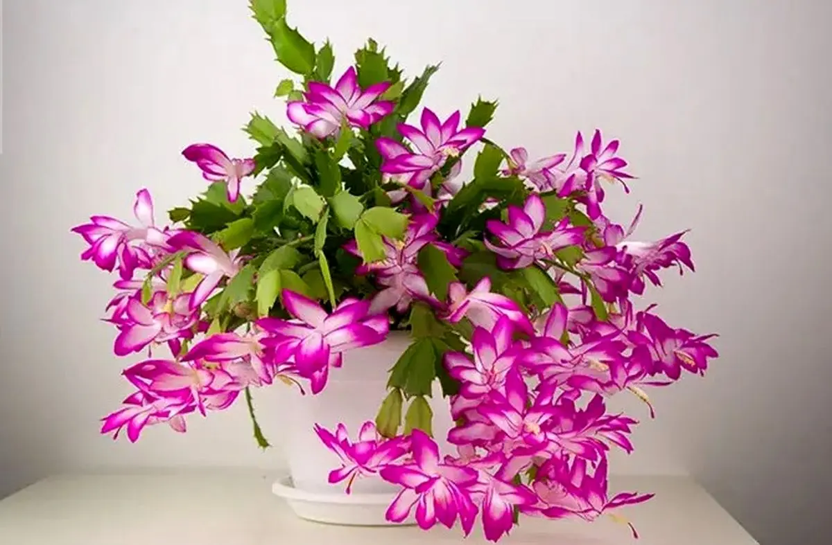 آویز3