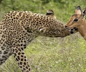 از جذابیت‌های حیات وحش؛ پلنگ و آهو واسادن به خوش و بش و کشتی گرفتن مادره از راه میرسه