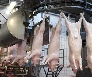 فرآوری خوک؛ خوک حرومی لجن و بعد قلمبه شدن تو سلاخخونه برد کارواش گردنشو زد