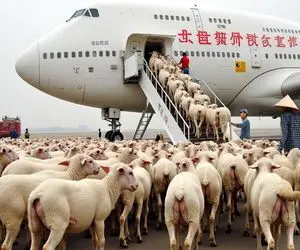 جابه جایی جانکاه؛ گوسفندا از نیسان سواری رسیدن به پرواز فرست کلاس تو هواپیمای لوکس