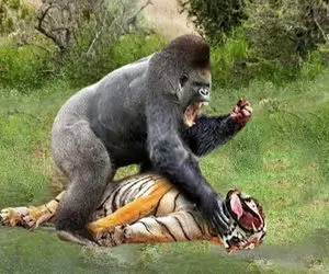 جذابیت های حیات وحش؛ گوریل ددمنش کله ببر مفلوک در حال خوردن میمون رو کند