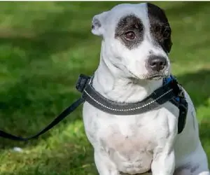 (عکس) این سگ باهوش جان صاحب خود را نجات داد!