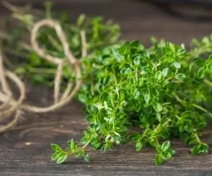 هفت خاصیت باورنکردنی و البته مفیدِ آویشن!