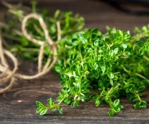 هفت خاصیت باورنکردنی و البته مفیدِ آویشن!