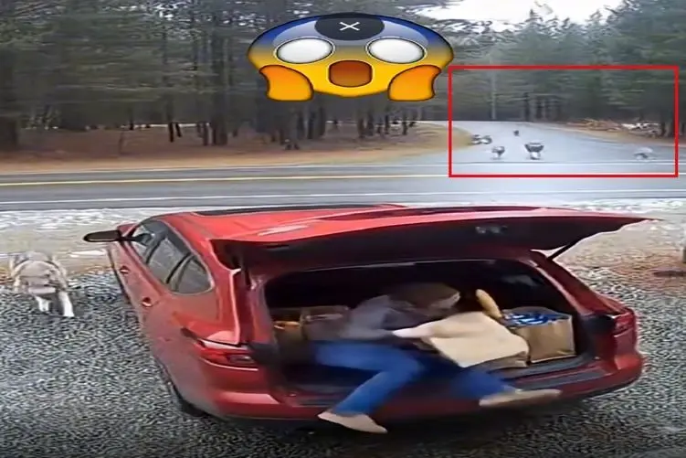 معماری طبیعت؛ خانومه نیم ثانیه تا خدابیامرز شدن فاصله داره