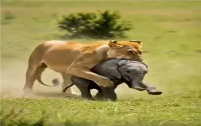حیات وحش بی رحم؛ حمله شیر به بچه فیل آخرین اشتباهش شد
