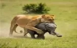 حیات وحش بی رحم؛ حمله شیر به بچه فیل آخرین اشتباهش شد