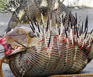 مستند حیات وحش/ پیتون جوجه تیغی بلعید شکمش سفره شد