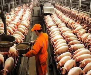 فرآوری خوک؛ خوک های حرومی صورتی رو بعد تولید مثل مکعبی برش میدن واسه خورشت