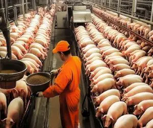 فرآوری خوک؛ خوک های حرومی صورتی رو بعد تولید مثل مکعبی برش میدن واسه خورشت