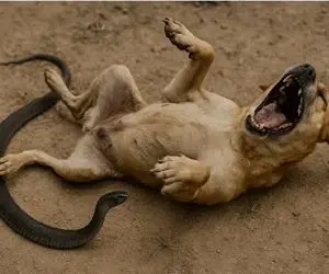 جذابیت حیات وحش؛ مار که قادر است ده تای خود را زمین بزند