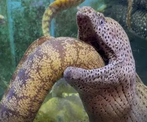 از جذابیت های حیات وحش؛ مار ماهی رفت تو حلق کوسه بچه شو نجات بده خودشم گیر کرد