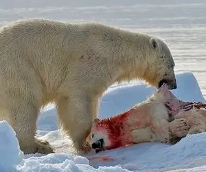 از جذابیت های حیات وحش؛ وقتی شیر دریایی لمیده به مبل سلطنتیش اما یهو یه لقمه شد!