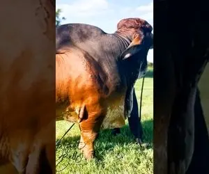 حیوانات غول جثه؛ ببینید گاو نر 1239 کیلویی که بزرگ ترین و سنگین ترین گاو قرمز دنیاست