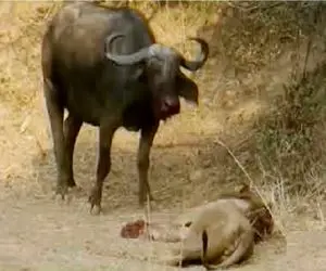 مستند حیات وحش؛ بوفالو جان شیر مسلولی که بین شاخاش گیر کرده بود ستاند
