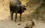 مستند حیات وحش؛ بوفالو جان شیر مسلولی که بین شاخاش گیر کرده بود ستاند