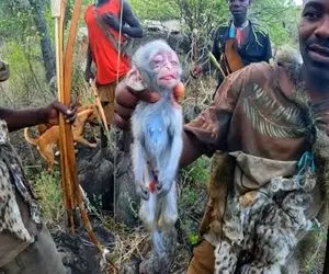 کباب میمون؛ بربرهای برهنه با نیزه بچه بابون شکار کردن زنده کبابی کردن بخورن