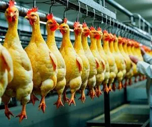 فرآوری مرغ؛ راز سودآوری ماشین کشتار مدرن مرغ گوشتی جهان را دریابید