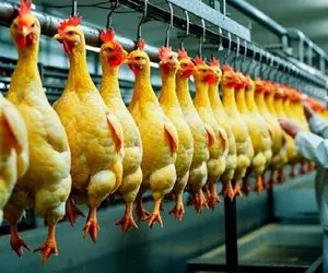 فرآوری مرغ؛ راز سودآوری ماشین کشتار مدرن مرغ گوشتی جهان را دریابید