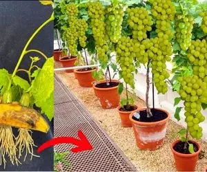 کشاورزی نوین؛ انگور رو روی موز پیوند زدن هر خوشش عین یاقوت شده