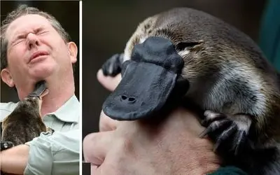 آن سوی طبیعت وحشی؛ هم تخم‌گذاره هم شیر میده هم نوک و منقار داره، اگه گفتی چه حیوانیه؟