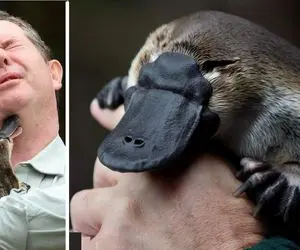 آن سوی طبیعت وحشی؛ هم تخم‌گذاره هم شیر میده هم نوک و منقار داره، اگه گفتی چه حیوانیه؟