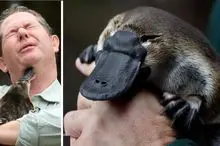 آن سوی طبیعت وحشی؛ هم تخم‌گذاره هم شیر میده هم نوک و منقار داره، اگه گفتی چه حیوانیه؟