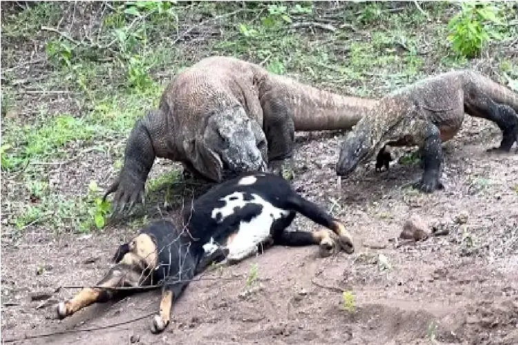 مستند حیات وحش؛ کومودو سفاک بز درسته عین حبه قند میقورته