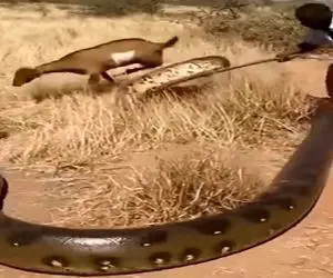 دامداری نوین؛ چوپون شجاعت شیر داره برا نجات بزغاله اش با مار 3 متری کشتی گرفت