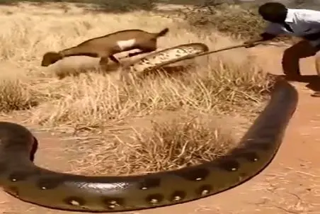 دامداری نوین؛ چوپون شجاعت شیر داره برا نجات بزغاله اش با مار 3 متری کشتی گرفت