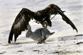 از جذابیت‌های حیات وحش؛ عقاب زورش به خرگوش نمیرسه میشینه رو گلوش تا خفش کنه