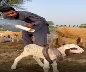 معماری طبیعت؛ مار پیچیده دور بره تصاحبش کنه ولی مرد چوپان باهوشه مالشو پس میگیره