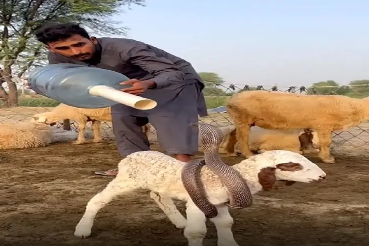 معماری طبیعت؛ مار پیچیده دور بره تصاحبش کنه ولی مرد چوپان باهوشه مالشو پس میگیره