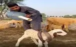 معماری طبیعت؛ مار پیچیده دور بره تصاحبش کنه ولی مرد چوپان باهوشه مالشو پس میگیره