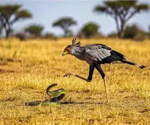 شاهکار حیات وحش؛ مار ندانست پرنده رزمی کار است خوراک شد