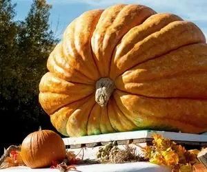 غذای غول پیکر ؛ کدو حلوایی به این بزرگی رو با چه تخمی می کارن / واسه بردنش جرثقیل اومد