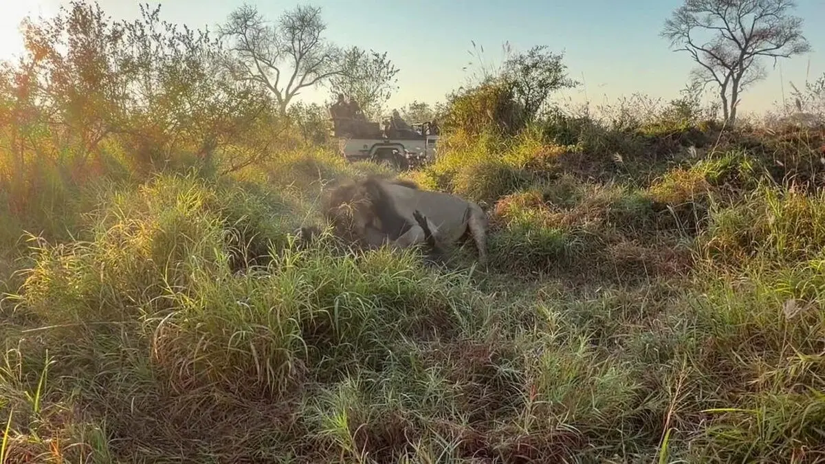 Male-Lion-Wrestles-A-Huge-Warthog-6-1024x576-ezgif.com-webp-to-jpg-converter