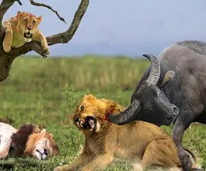 جذابیت حیات وحش / بزرگترین نبردهای حیات وحش رام نشده با استراتژی پیچیده