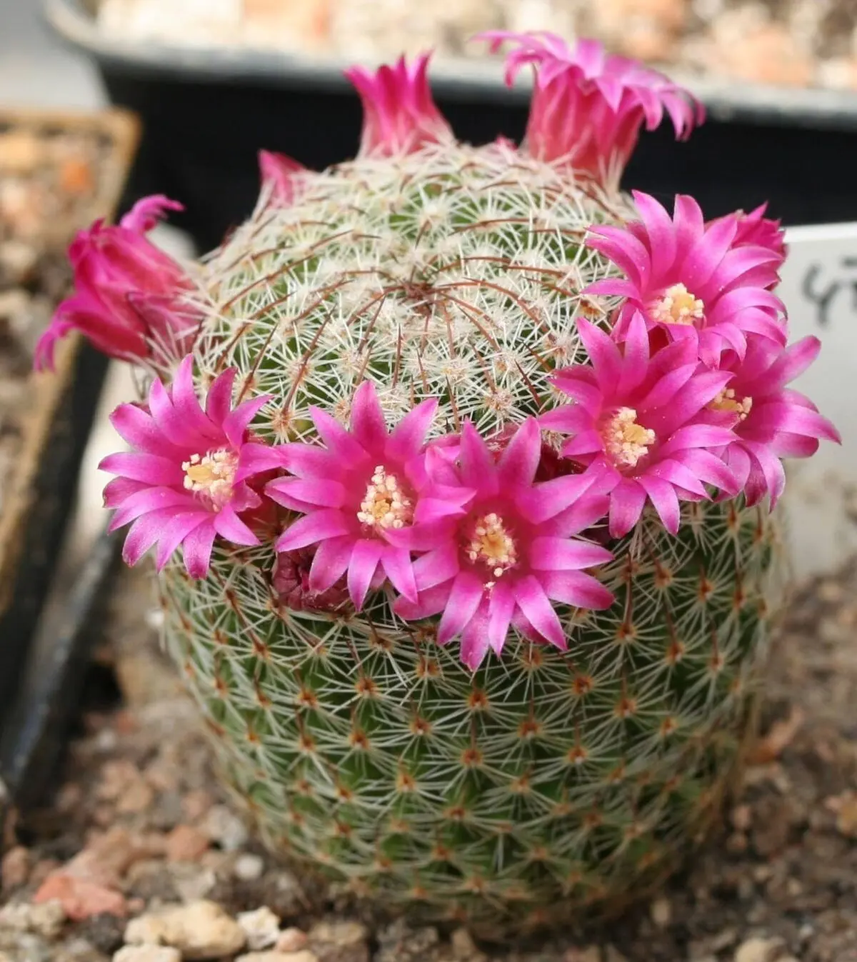 1475039051.کاکتوس های توپی