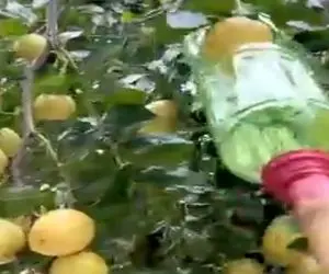 کشاورزی نوین؛ انقد آدم واسه میوه چیدن از بالا درخت میفتن طرف با بطری میوه ها رو میمکه