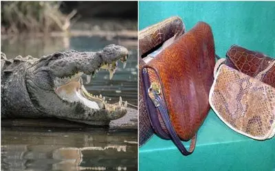 فراوری کروکودیل؛ تمساح رو از تخم تو پر قو پرورش میدن تا با پوست و گوشتش تجارت کنن