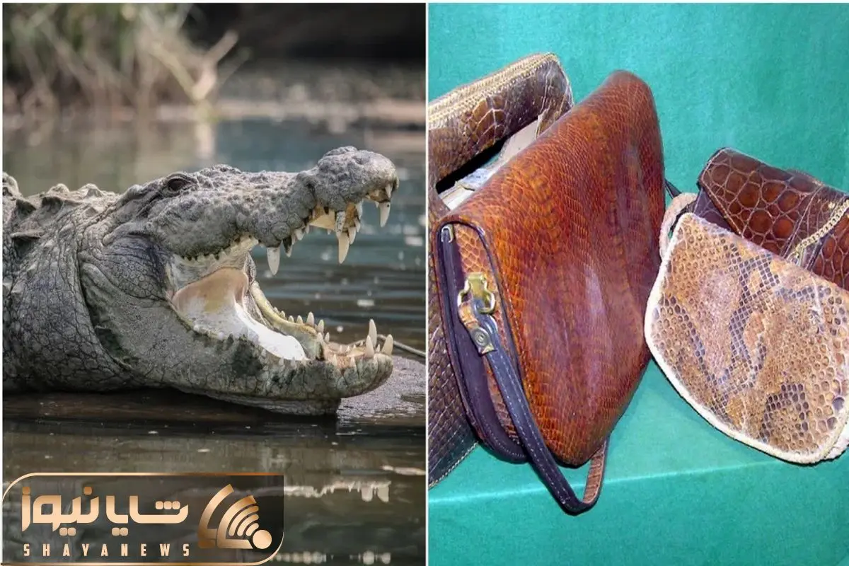 فراوری کروکودیل؛ تمساح رو از تخم تو پر قو پرورش میدن تا با پوست و گوشتش تجارت کنن