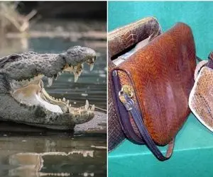 فراوری کروکودیل؛ تمساح رو از تخم تو پر قو پرورش میدن تا با پوست و گوشتش تجارت کنن