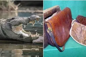 فراوری کروکودیل؛ تمساح رو از تخم تو پر قو پرورش میدن تا با پوست و گوشتش تجارت کنن