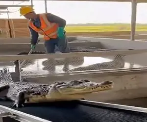 فرآوری تمساح؛ تمساح بالا خونه رو اجاره داده با پای خودش رفت زیر گیوتین نصف شد