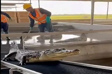 فرآوری تمساح؛ تمساح بالا خونه رو اجاره داده با پای خودش رفت زیر گیوتین نصف شد