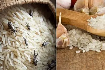 پیشگیری از شپشک نزدن برنج 20 تا 200 کیلویی؛ روش از بین بردن حشره برنج با کارای خونگی