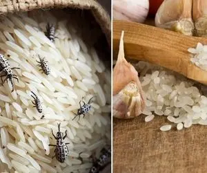 پیشگیری از شپشک نزدن برنج 20 تا 200 کیلویی؛ روش از بین بردن حشره برنج با کارای خونگی