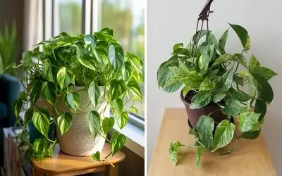 راهنمای نگهداری از گیاه پتوس / نکته های طلایی برای رشد سریع و شادابی همیشگی