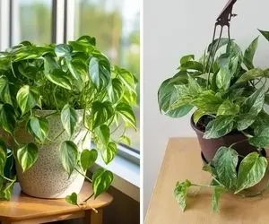 راهنمای نگهداری از گیاه پتوس / نکته های طلایی برای رشد سریع و شادابی همیشگی